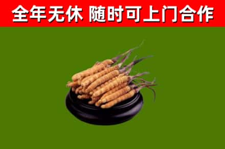 浮梁县回收散虫草