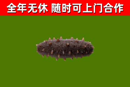 浮梁县回收海参干
